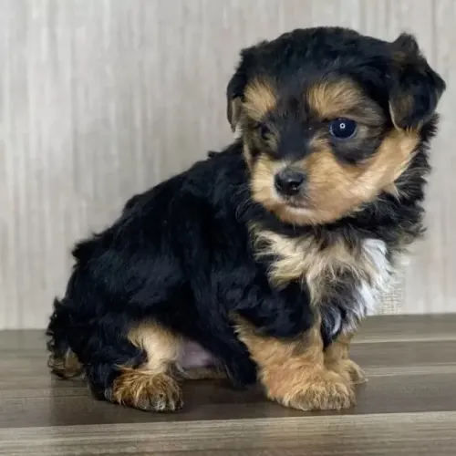 Cachorros ilasa com shitzu