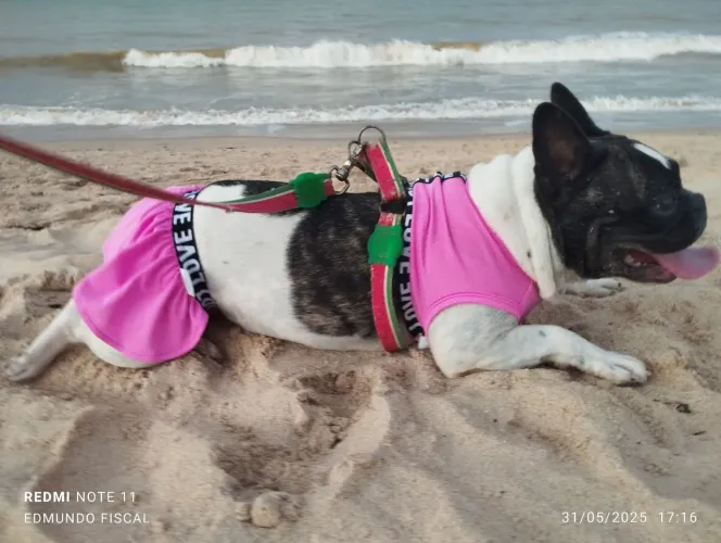 Bulldog pura vacinada todas importadas