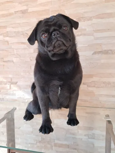 Pug 9 meses fêmea