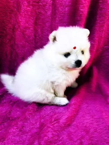 Spitz Alemão Anão