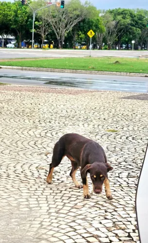 Pedido de ajuda, para adoção responsável.