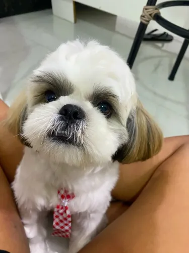 Vendo 