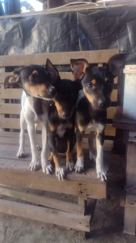Cachorrinhas para doação com 3 meses e meio já comem ração 