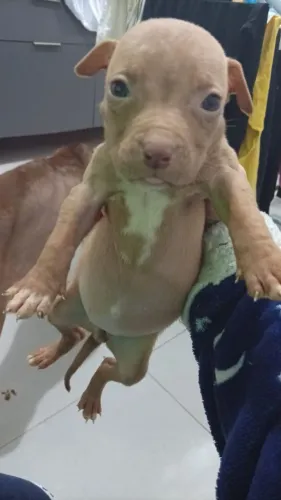 Pitbull femea