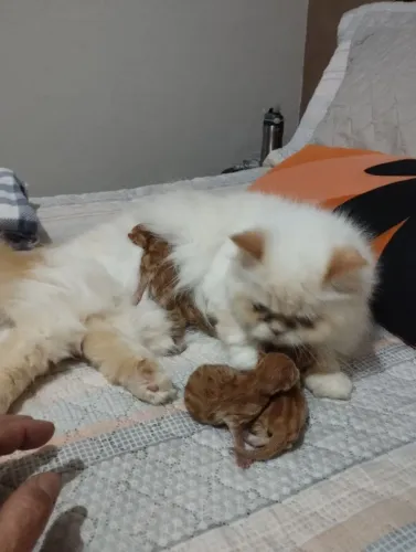 Vendo duas fêmeas de Gato persa laranja igual ao Garfield 