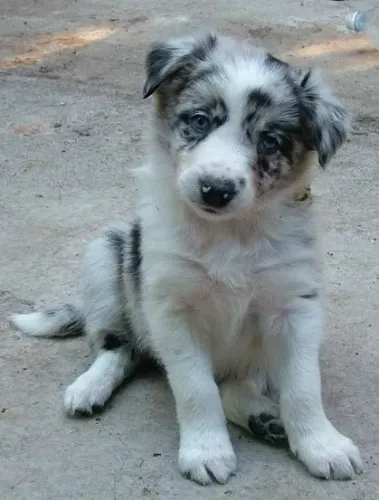 Border Collie Cuidado que anda em quatro patas