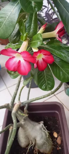 Rosa do Deserto (Adenium obesum) adulta - caudex grande + vaso