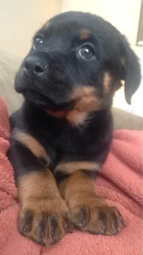 Rottweiler Doguinho fofo que conquista desde o primeiro olhar