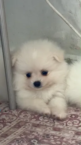 Spitz alemão