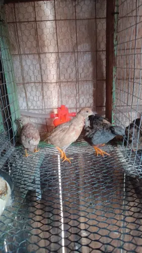 Codorna chinesa a menor codorna do mundo 