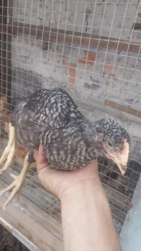 Galinha carijó gigante pesadão