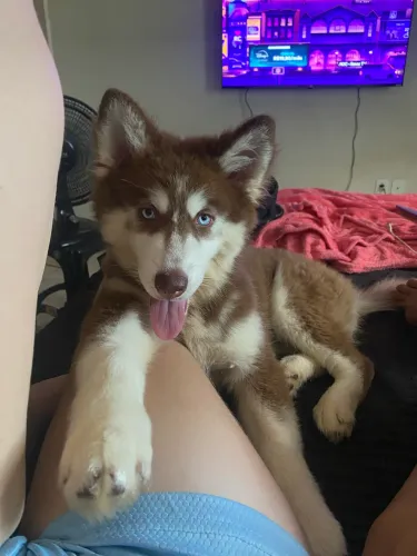 Husky siberiano fêmea 