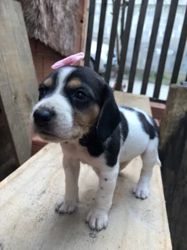 Doação de cachorro Raça BEAGLE fêmea 
