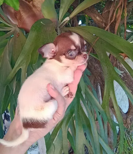 Chihuahua fêmea tri choco pelo curto mini