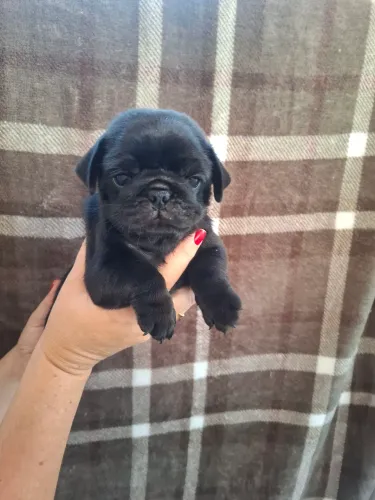 Filhotes de pug 