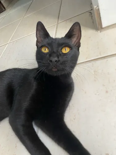 Gatinha preta para adoção