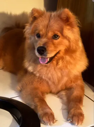 Chowchow Doação responsável
