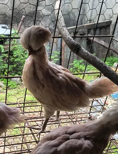 Galos e Galinhas da raça Polonesa