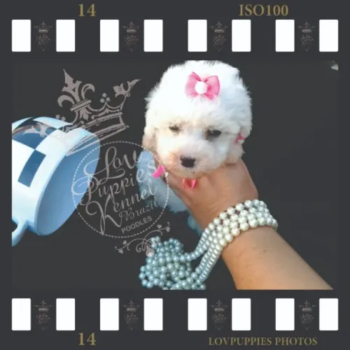 CANIL DE POODLE NO RJ LOVPUPPIES KENNEL DESDE 1989