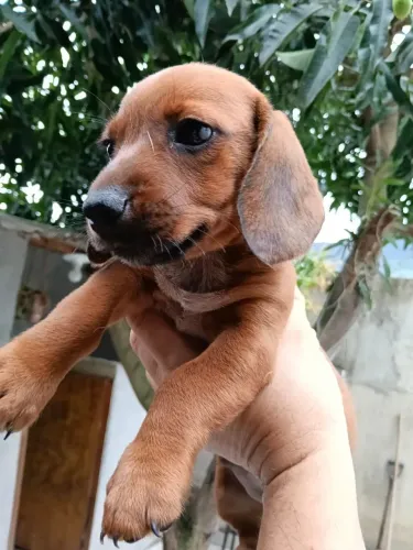 Dachshund marrom macho/fêmea