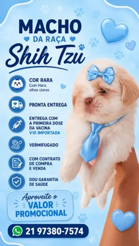 Filhotes de shihtzu miniatura
