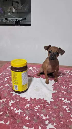 Filhote femea de pinscher 0