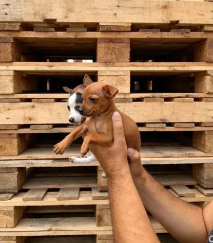 Pinscher alegre