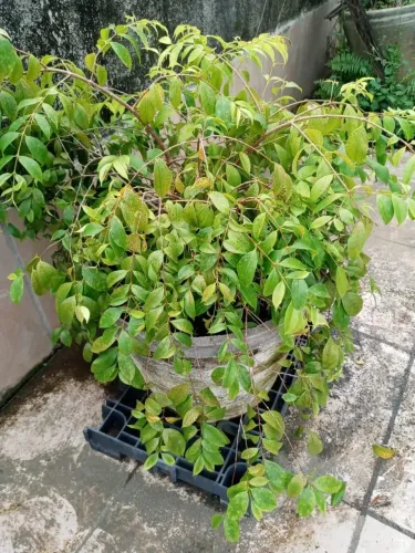 Cereja preta mameluca ou cambuim roxo