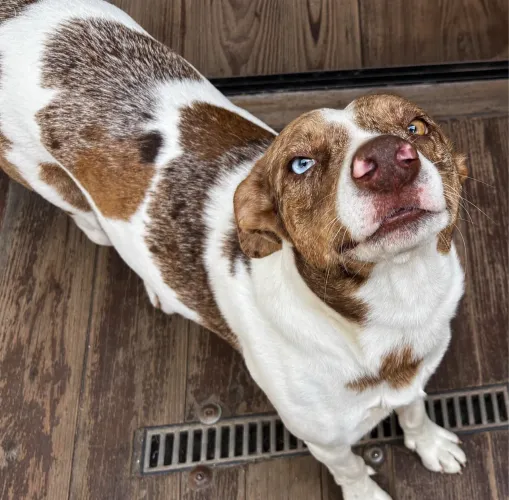 Border collie fêmea para adoção responsável