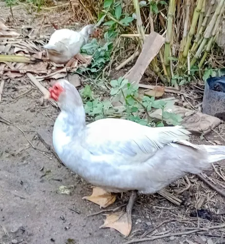Casal de patos