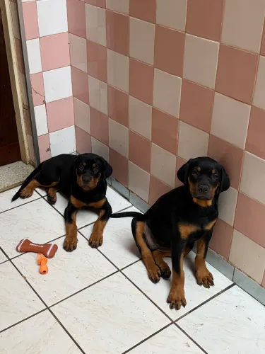 Rotweiller Fêmeas vacinadas.