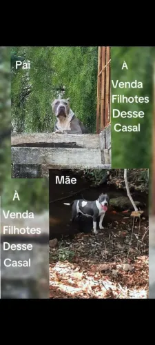 Filhotes American Staffordshire/ Bully XL / Monster Bull