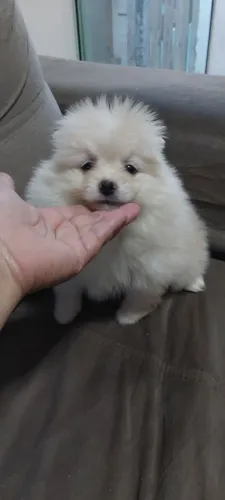 Luluzinho