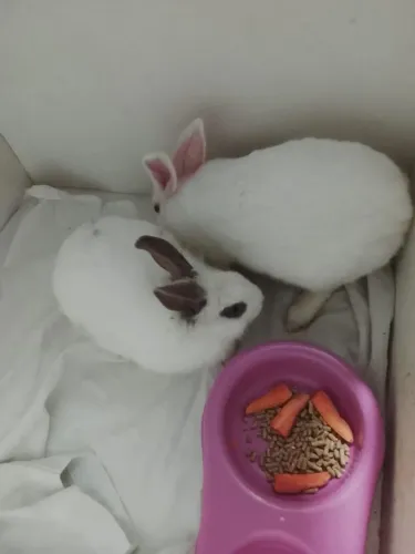 Coelhos casal