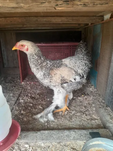 Vendo Galos