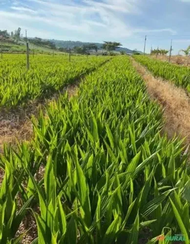Coco Anão Produzindo Rápido: Água Doce e Alta Produtividade