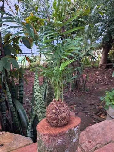 Kokedama Palmeira Chamaedorea