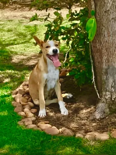 Cachorrinha filhote para adoção responsável castrada