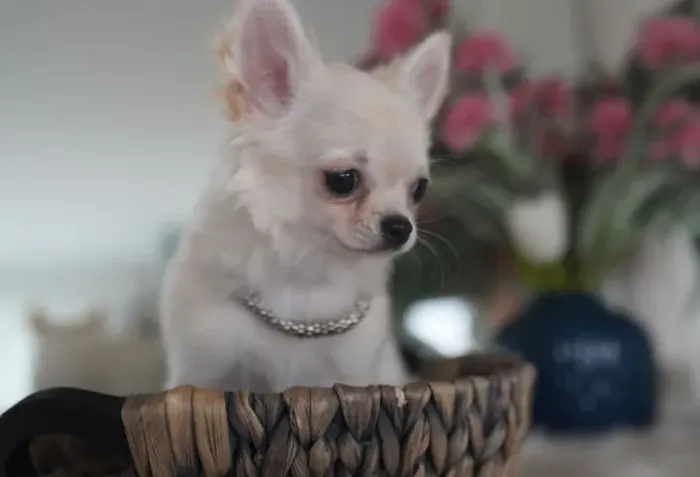 Promoção!! Machos de Chihuahua pelo longo!.