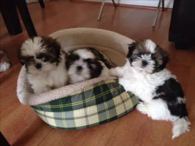Filhotes de Shih Tzu | Felicidade em forma de patinhas.