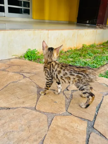 Filhote de Gato Bengal - Exótico e Charmoso!