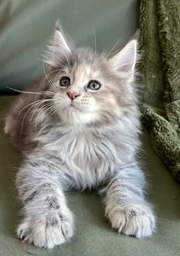 Belos Maine Coon disponíveis! 