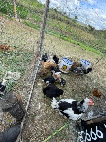 Venda de pintinhos GSB 