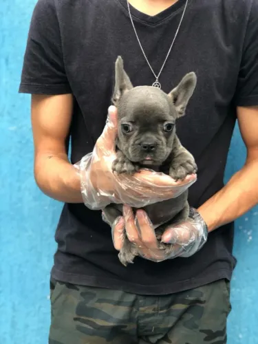 Bulldog frances merle, fulvo, pirata e mais cores exoticas