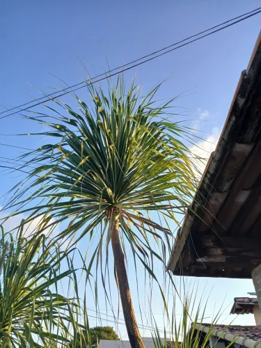 Planta pata de elefante