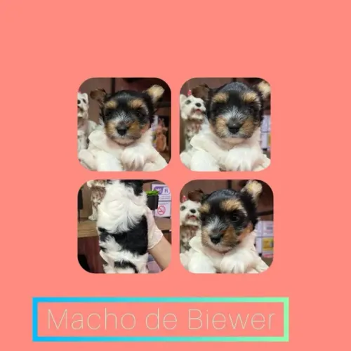 Biewer Terrier macho super. pequenino!