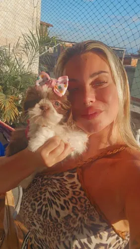 Shihtzu Lindas Fêmeas Top puríssimas! Aceito cartão