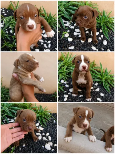 Filhote de Pit Bull