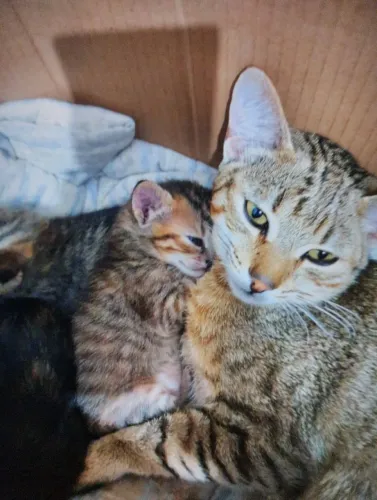 Doa_se gatos