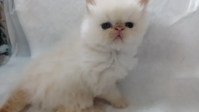 Lindo filhote de gato persa macho olho azul puro.Parcelo.Entrego Joinville, Camboriú, Flor